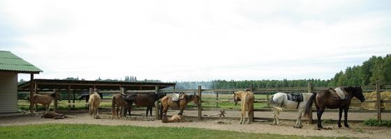 Катание на лошадях и пони на территории заказчика,